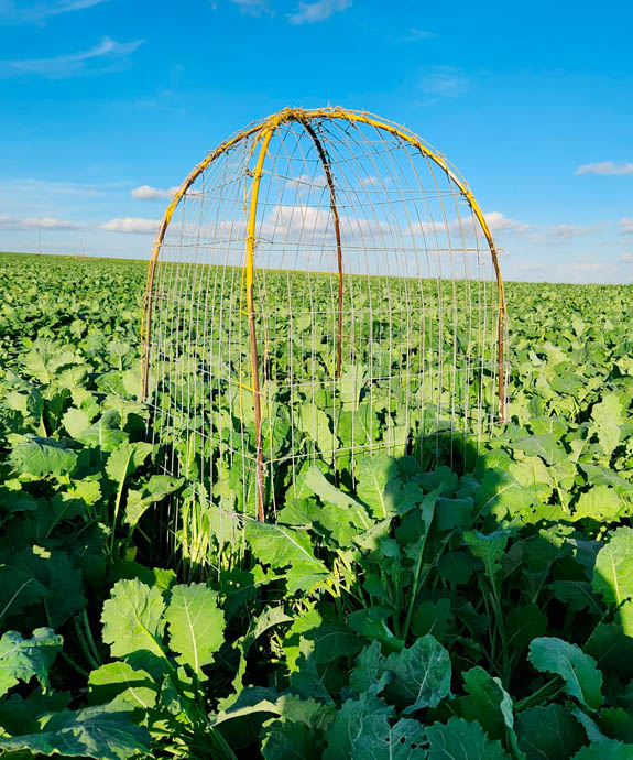 Jaula Greenland evaluacion INIA