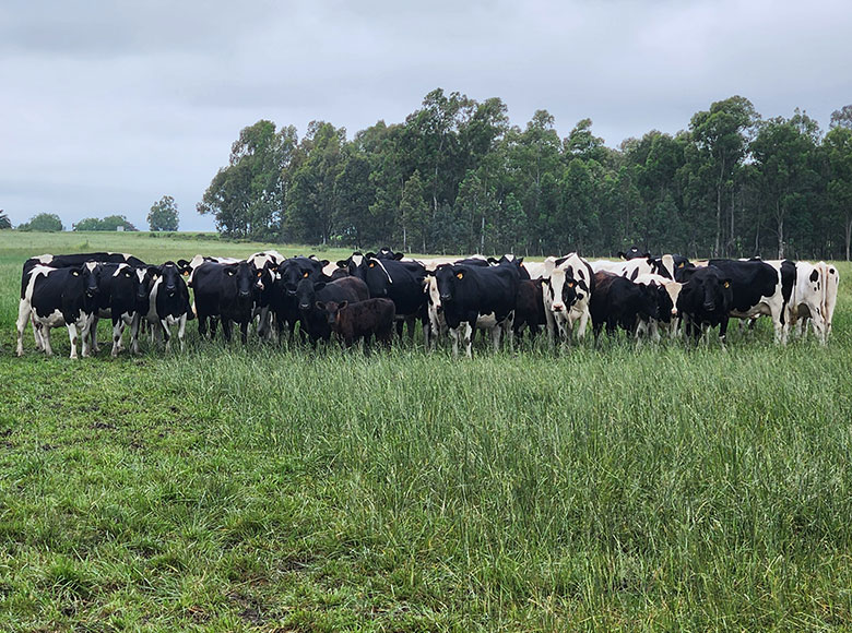 Por primera vez las vacas hablaron